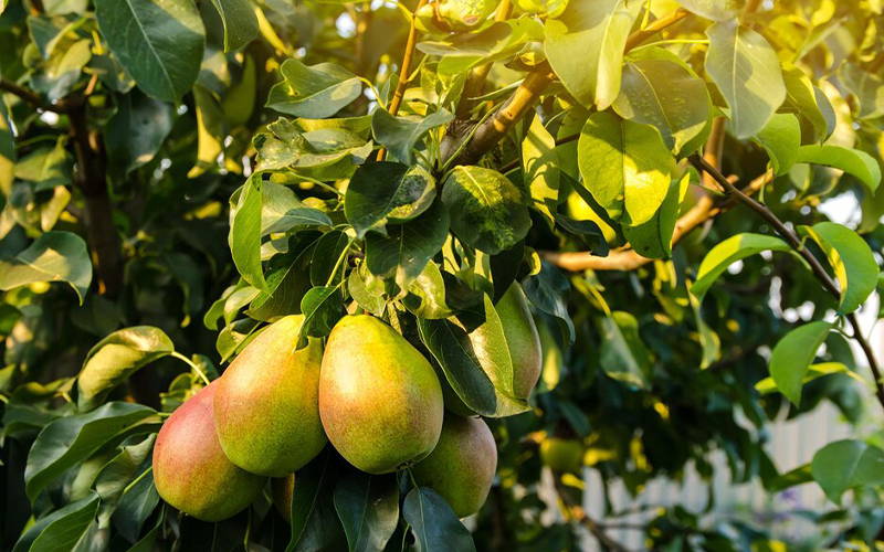 where-did-the-irvingia-gabonensis-come-from-opa-nutrition